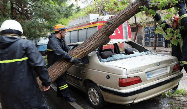 خسارت ناشی از سقوط درختان